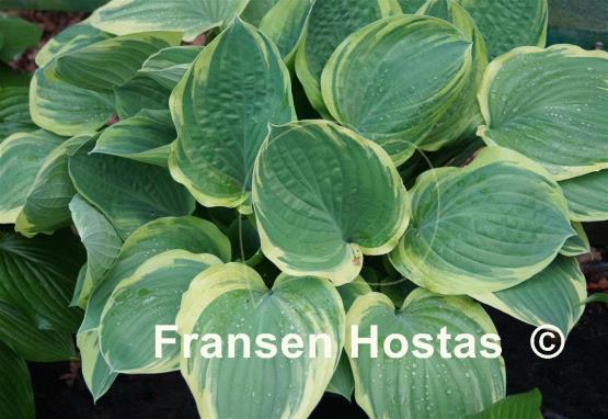 Hosta Tambourine